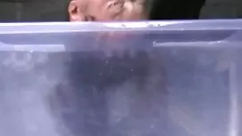 Crni Meksikanac ima  ...