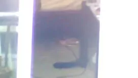 Pilić je svoje novo  ...